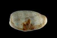 藏品(愛龍寶螺)的圖片